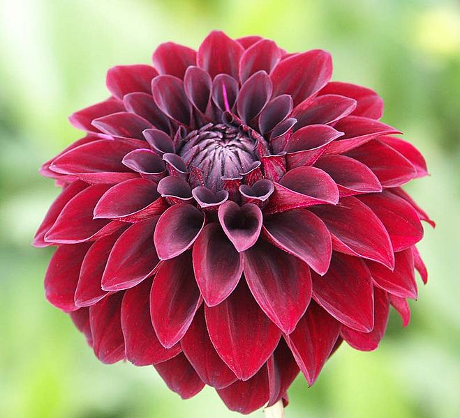 Dahlia Meaning: Vitality, Honest Bonds, Diversity, and The Beauty of Everyday Life