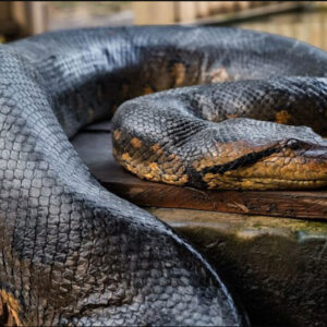 Dream of Big Snake Python Meaning: Unveiling the Symbolism