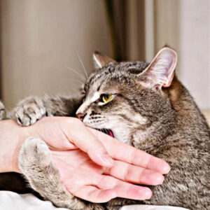 Dreams About Cats Attacking You: What It Signifies?