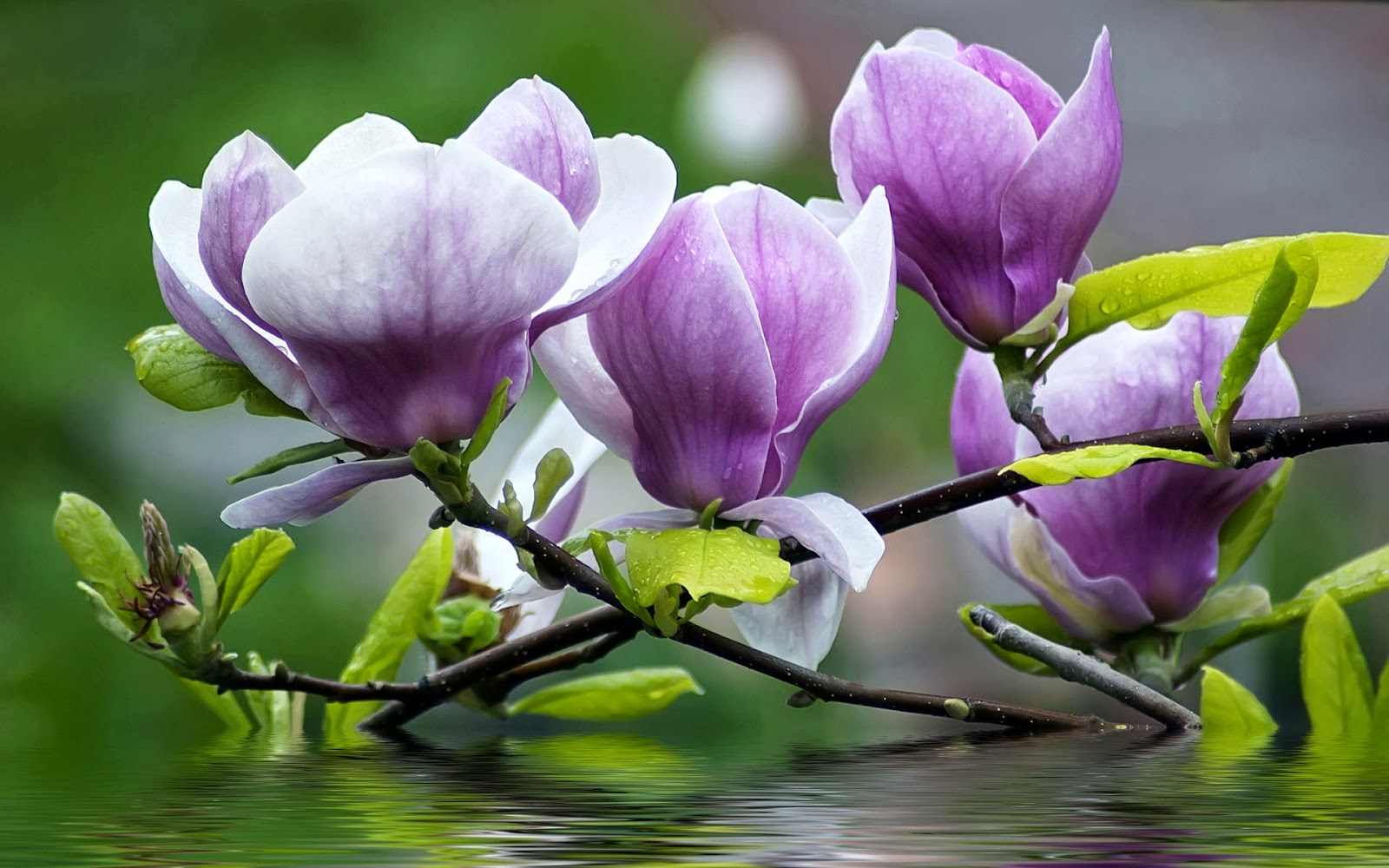 Flower Meaning Magnolia: 