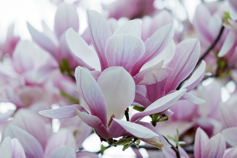 Flower Meaning Magnolia: 