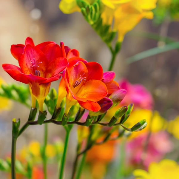 Freesia Meaning: Trust, Romance and Enduring Bonds