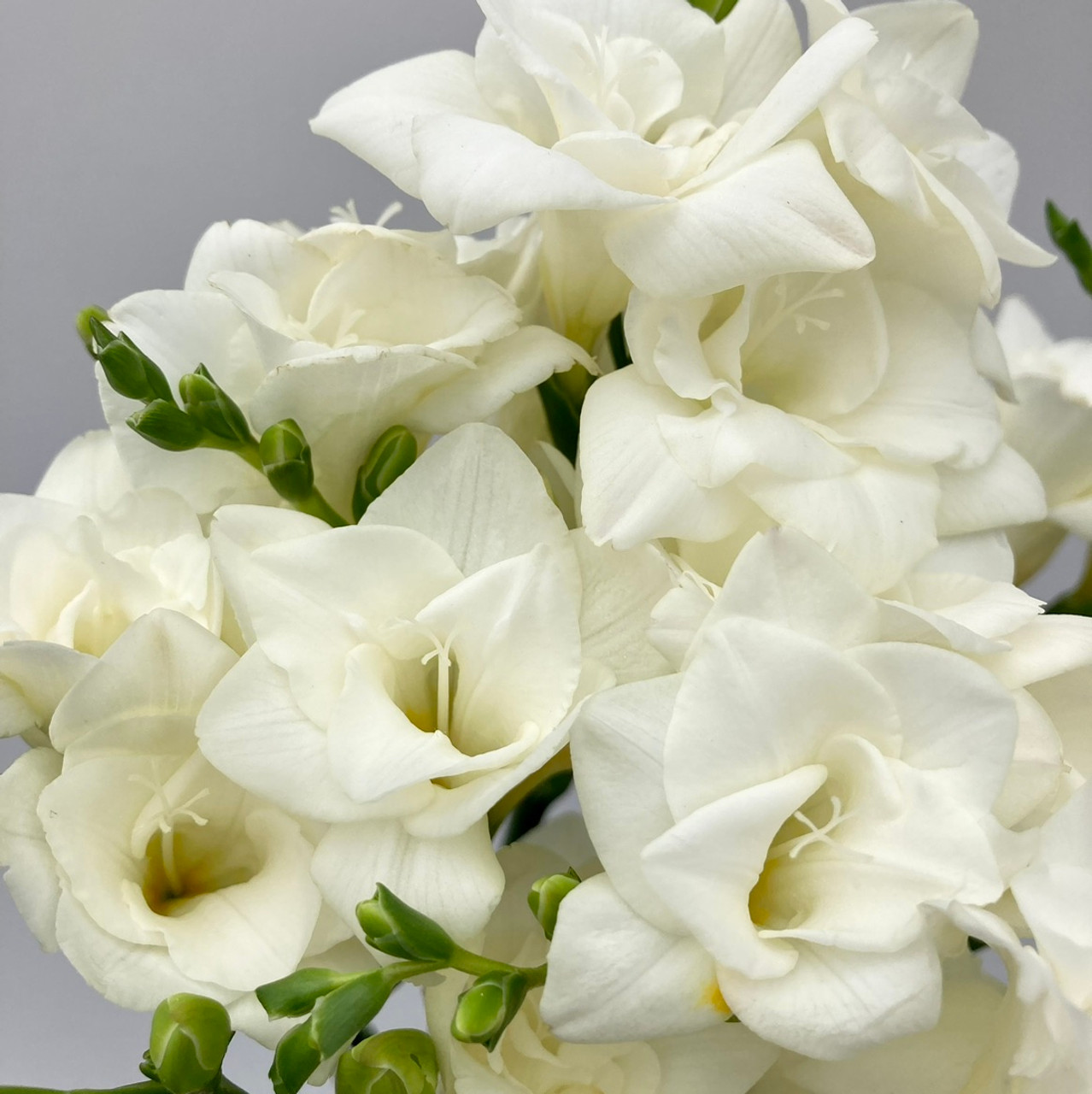 Freesia Meaning: Trust, Romance and Enduring Bonds
