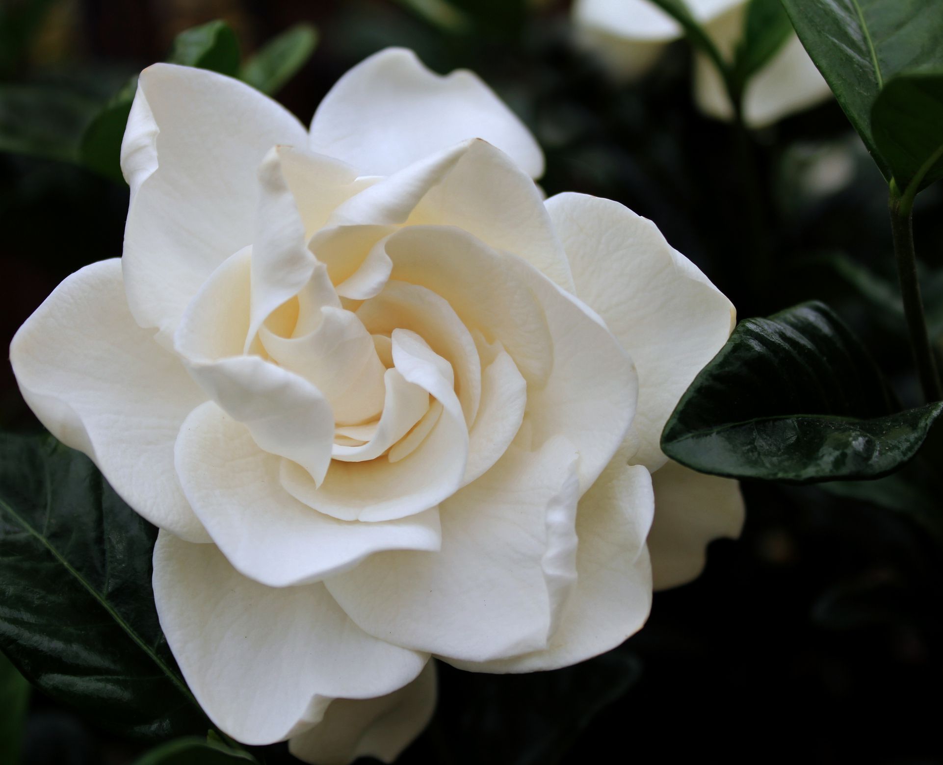 Gardenia Meaning: Love, Purity and Hidden Desires