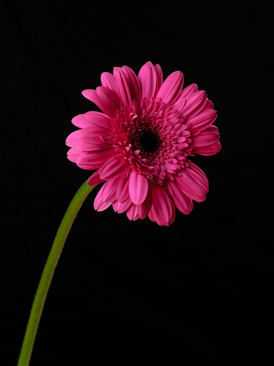 Gerbera Meaning: Strength, Beauty Innocence and Friendship