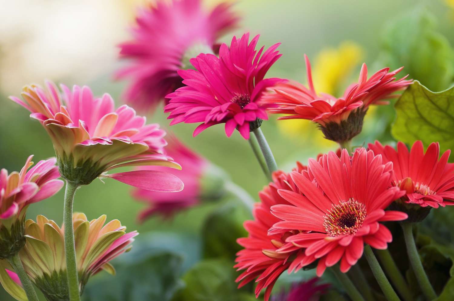 Gerbera Meaning: Strength, Beauty Innocence and Friendship