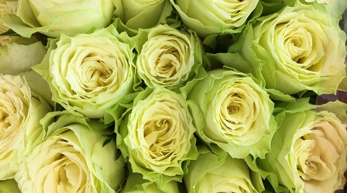 Green Rose Meaning: The Enduring Allure of Green Roses