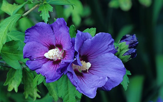 Hibiscus Flower Meaning: Hospitality, Female Energy, Life’s Fragility and much more