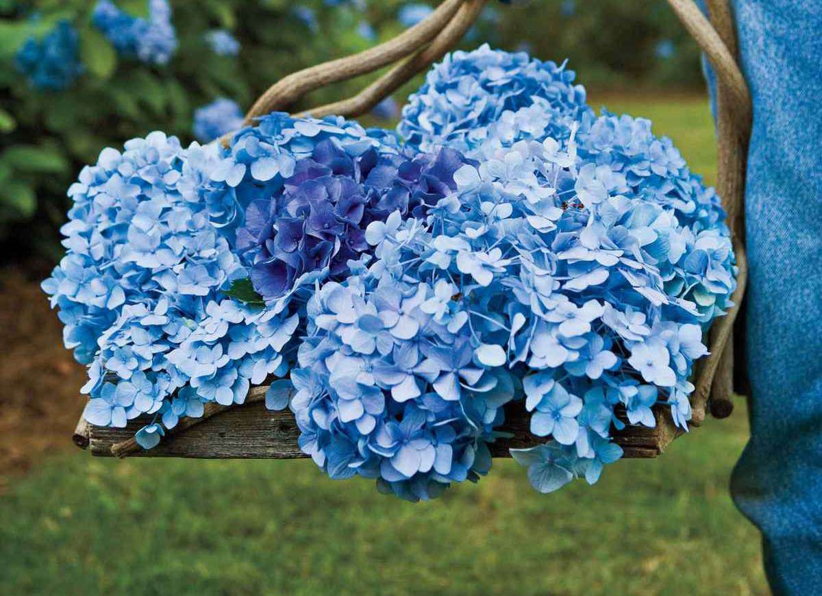 Hortensia Flower Meaning: Specifically Love, Gratitude and Heartfelt Emotions