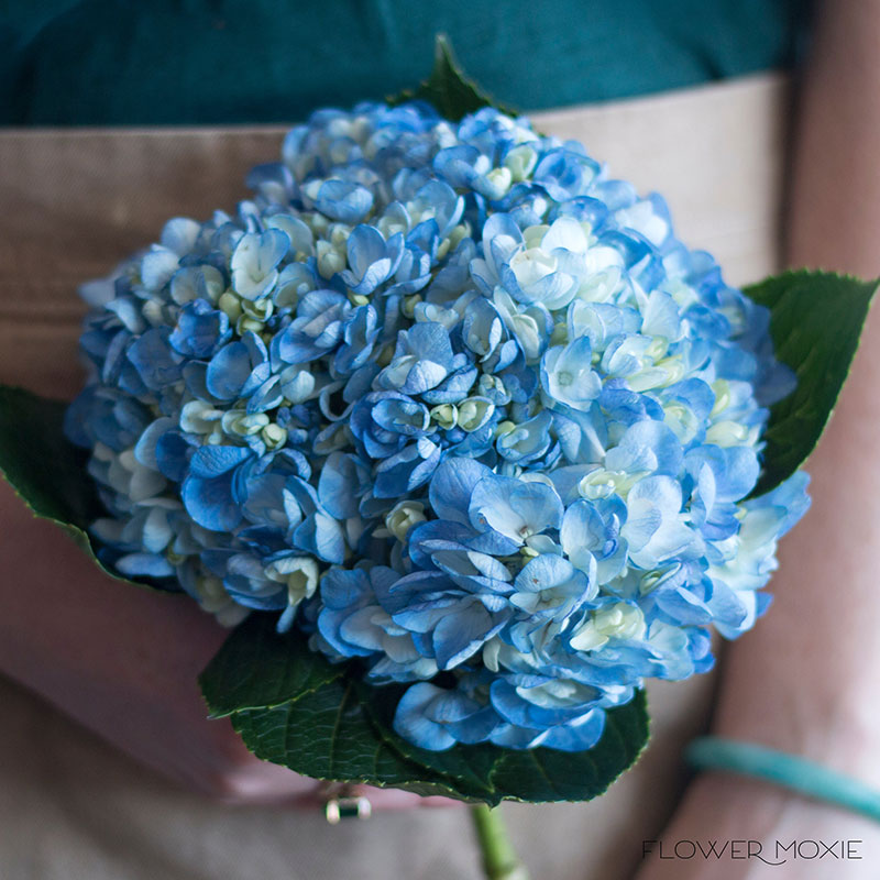 Hortensia Flower Meaning: Specifically Love, Gratitude and Heartfelt Emotions
