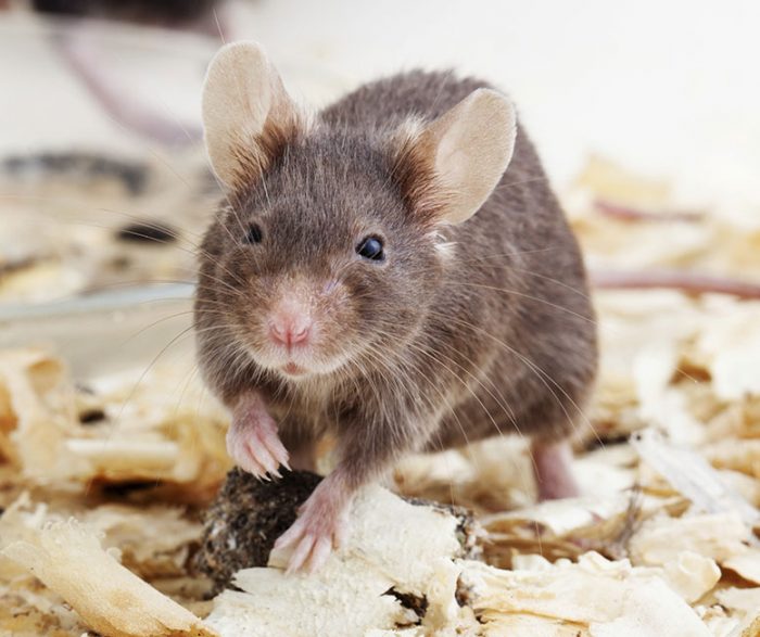 20+ Names Meaning Mouse: A Unique and Adorable Name