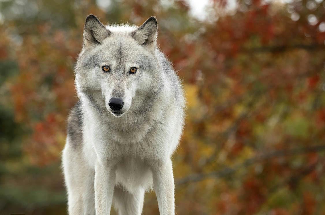 20+ Japanese Names Meaning Wolf: A Strong and Powerful Meaning Name