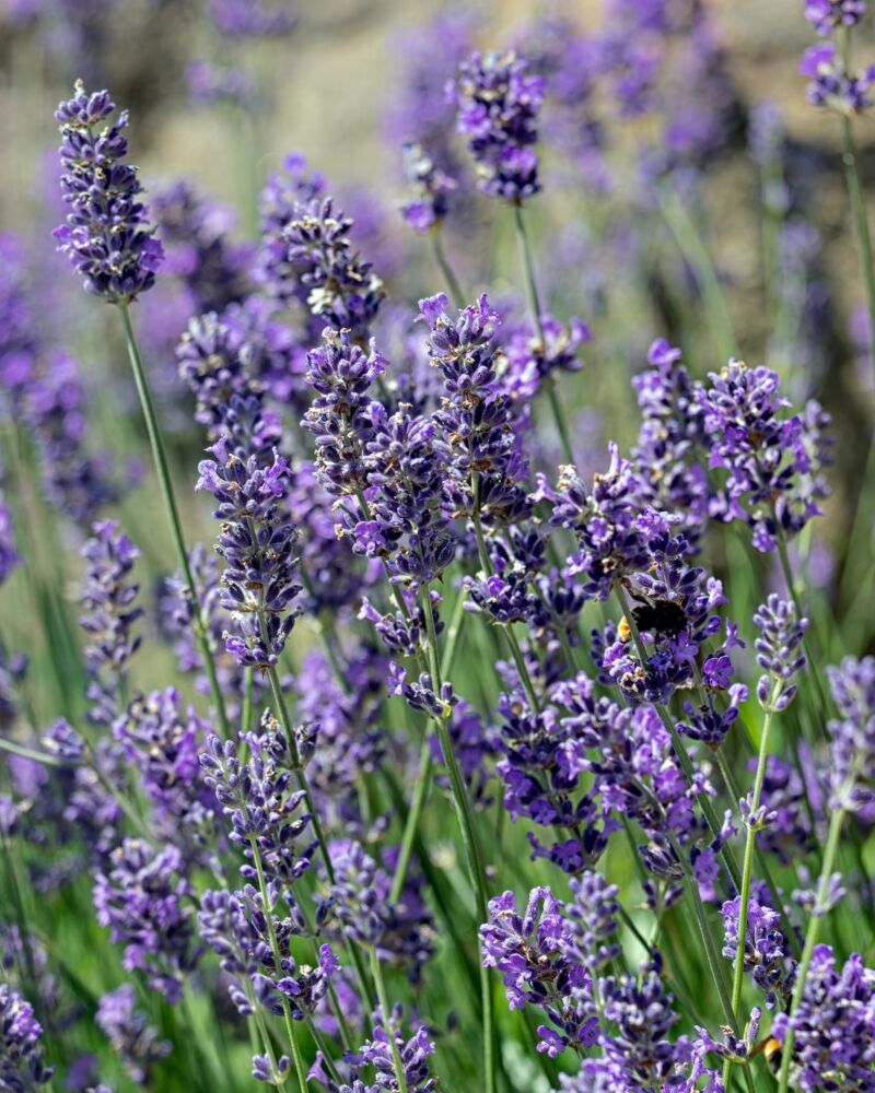 Lavender Flower Meaning: A Symbol of Relaxation, Calm and Love