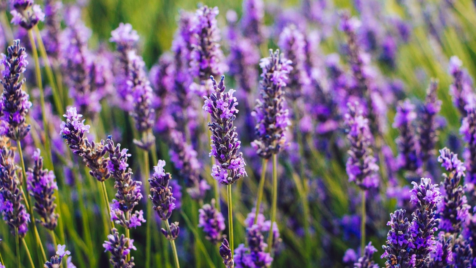 Lavender Flower Meaning: A Symbol of Relaxation, Calm and Love