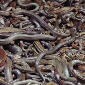 Lots of Snakes in Dreams Meaning: What Your Dream Might Be Telling You