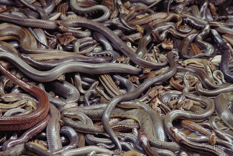 Lots of Snakes in Dreams Meaning: What Your Dream Might Be Telling You