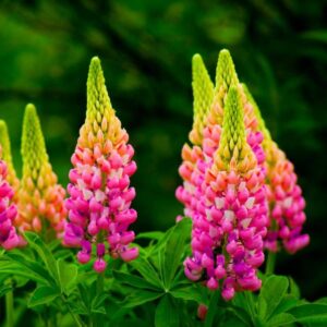 Lupin Flower Meaning Understanding The Symbolism And Significance 65675999285e2.jpg