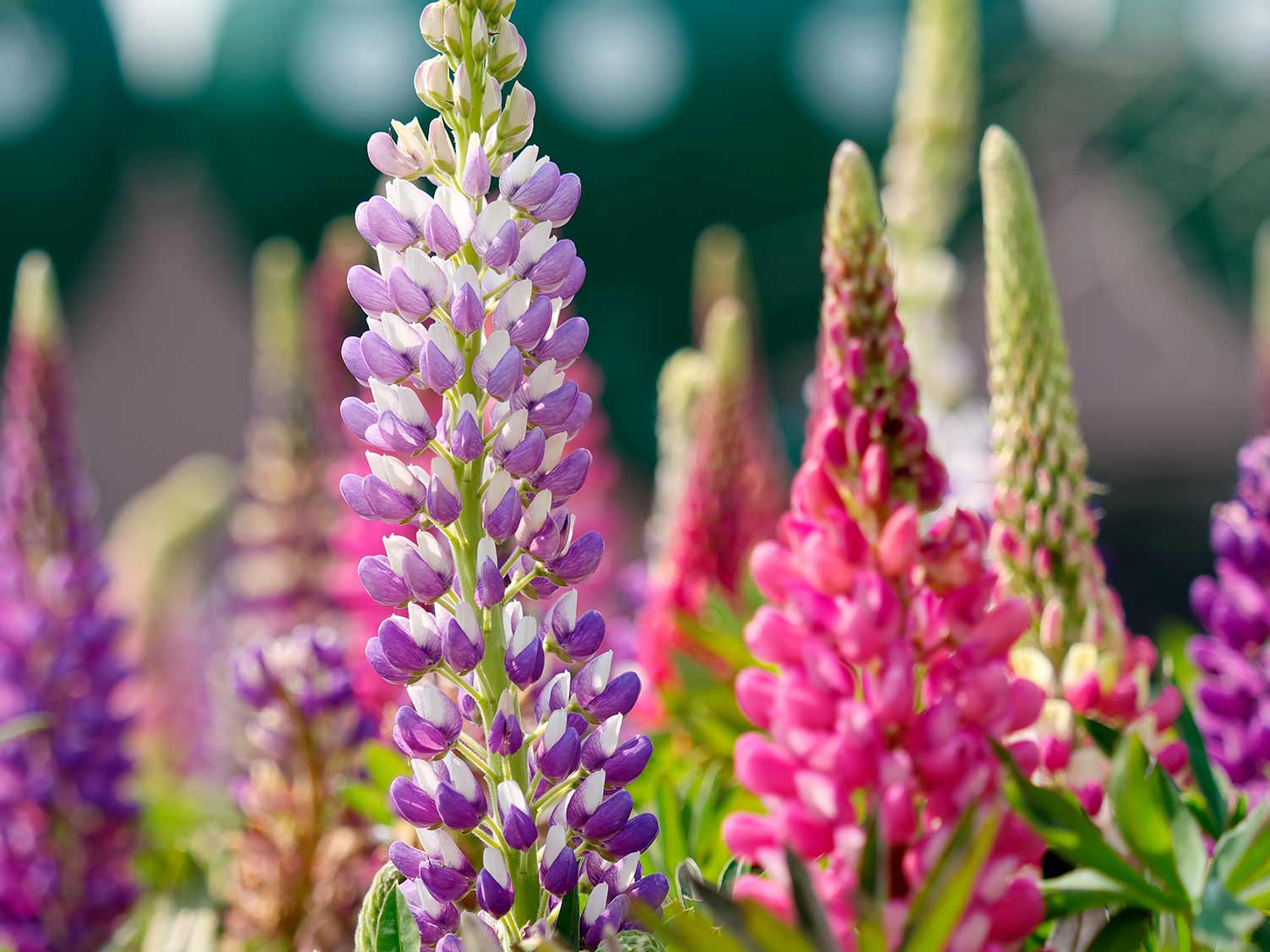 Lupin Flower Meaning: Growth, Protection and Strength