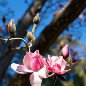 Magnolias 1 819x1024 1