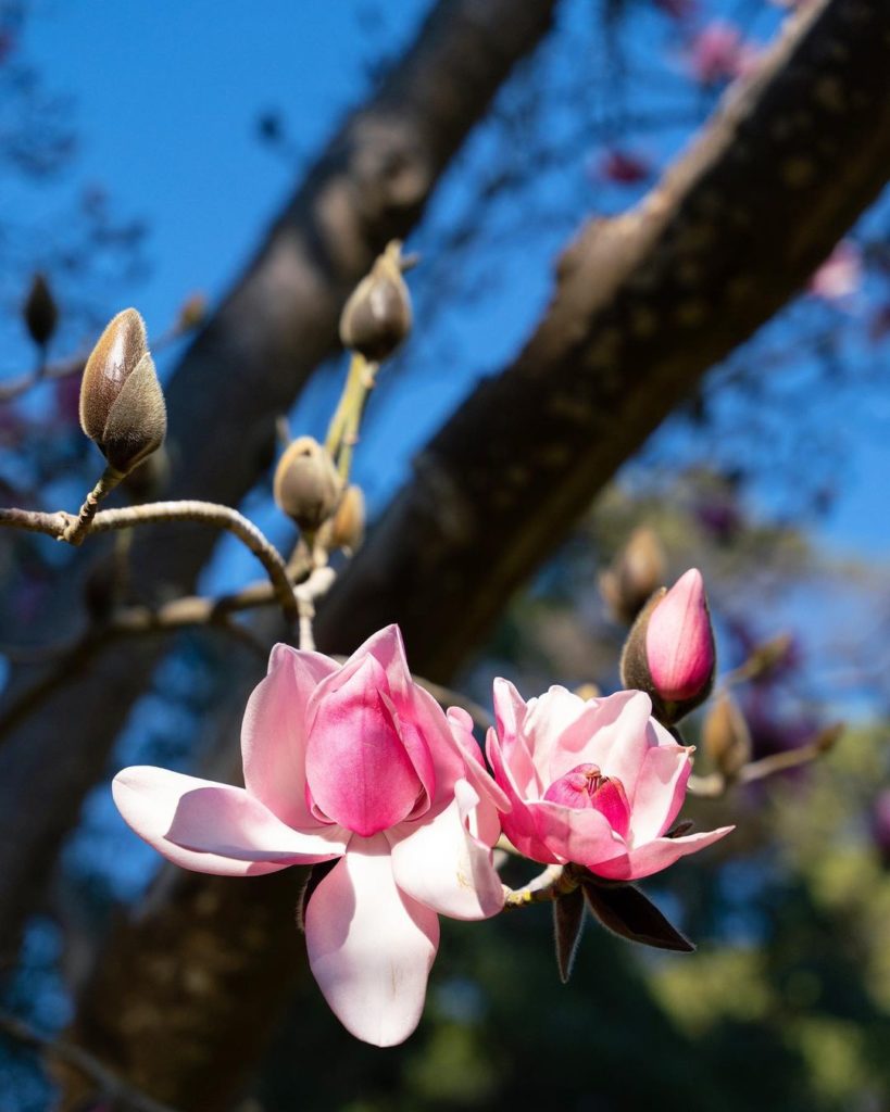 Magnolias 1 819x1024 1