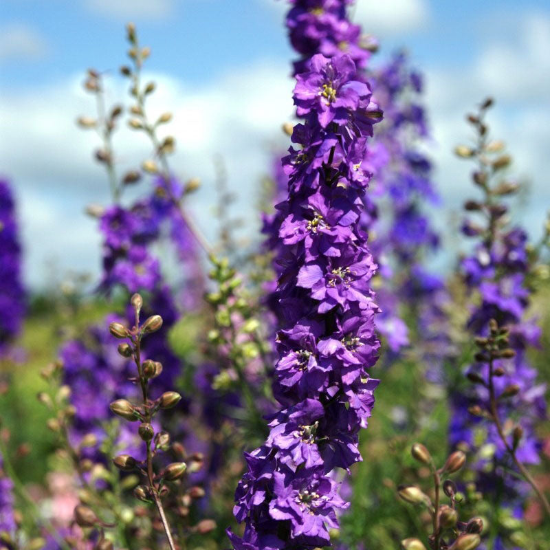 Larkspur Flower Meaning: From Lightness and Levity to Remembrance and Protection