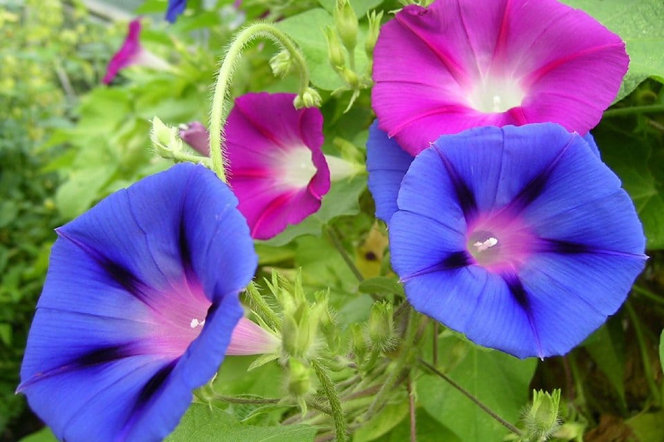 Morning Glory Flower Meaning: Taking a Moment To Appreciate its Beauty