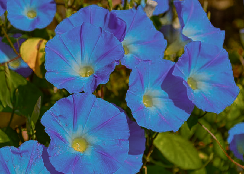 Morning Glory Flower Meaning: Taking a Moment To Appreciate its Beauty
