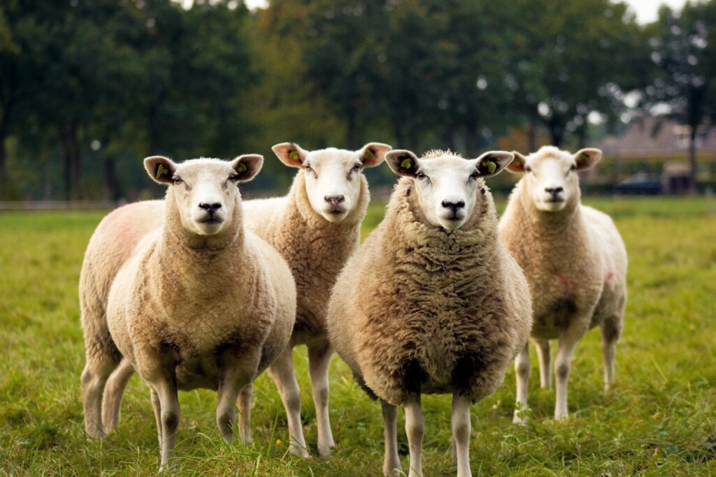20+ Names That Mean Sheep: An Innocence, Gentleness, and Calmness Name