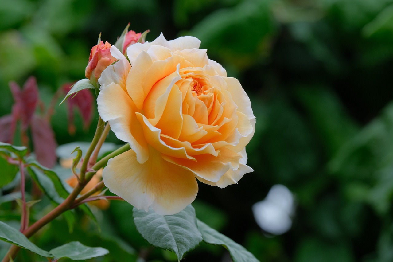 Peach Roses Meaning: The Versatile Symbolism of Peach Rose