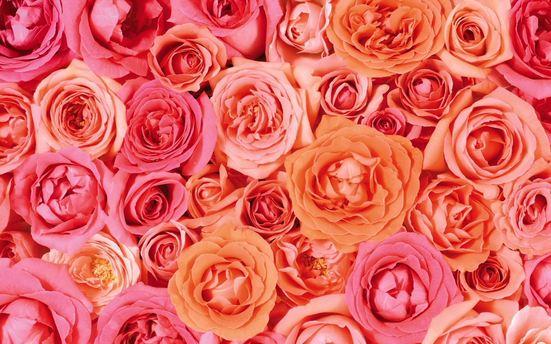 Peach Roses Meaning: The Versatile Symbolism of Peach Rose