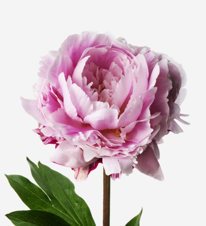 Peony Flower Meaning: The 