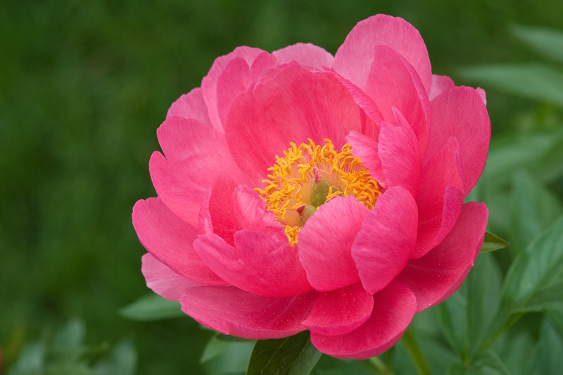 Peony Flower Meaning: The 