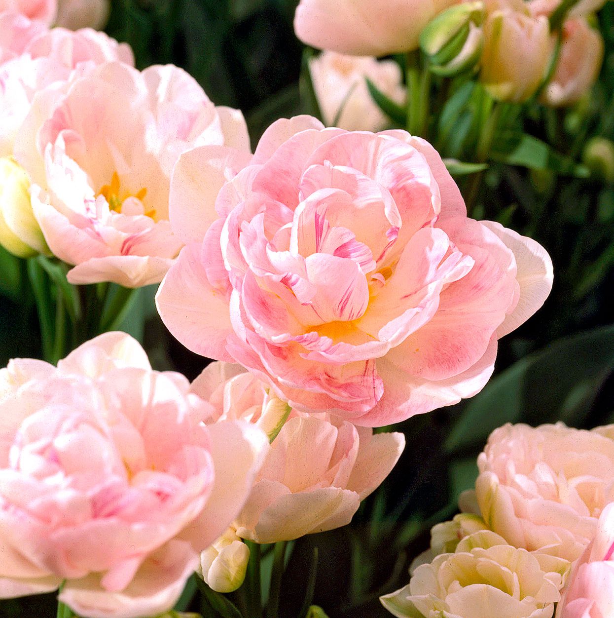 Top 6 Pink Flower Meaning: From Romance and Femininity to Kindness and Joy
