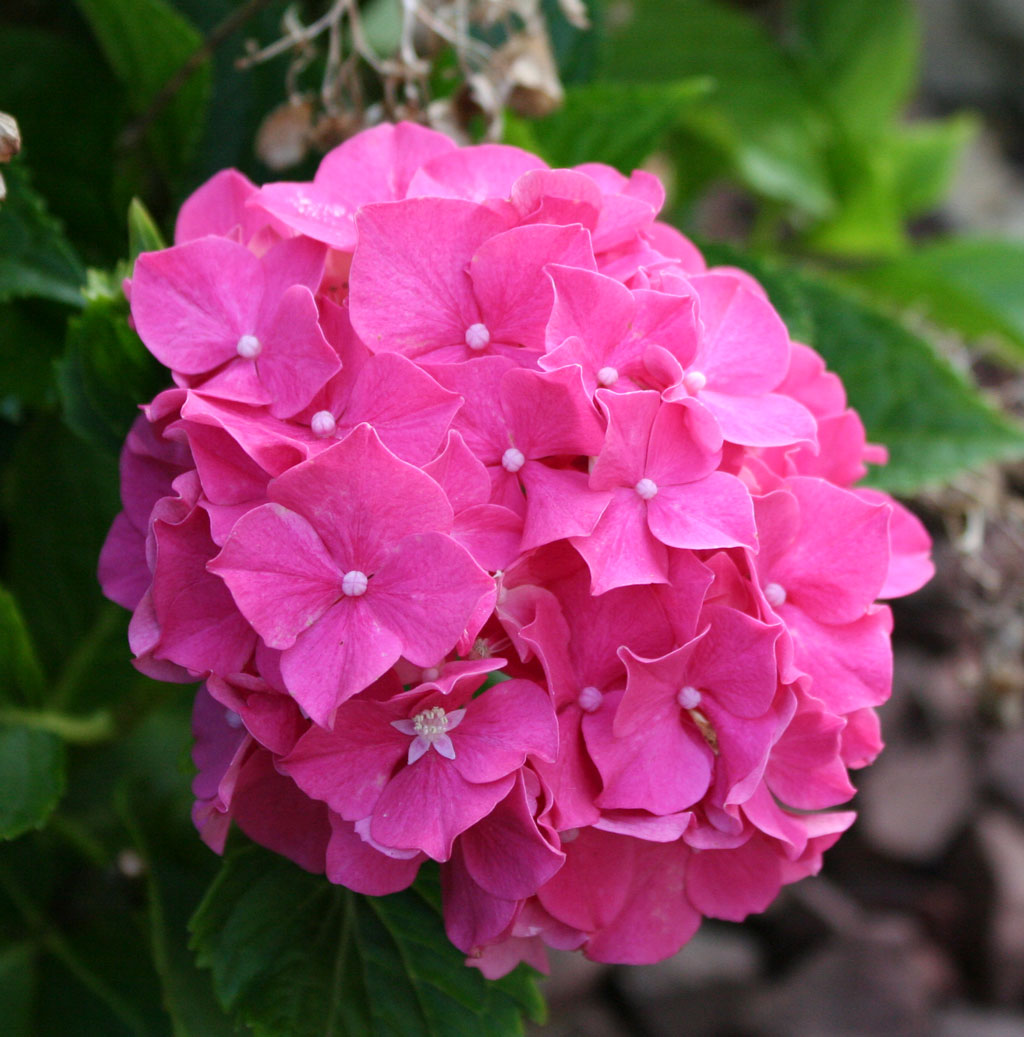 Top 6 Pink Flower Meaning: From Romance and Femininity to Kindness and Joy