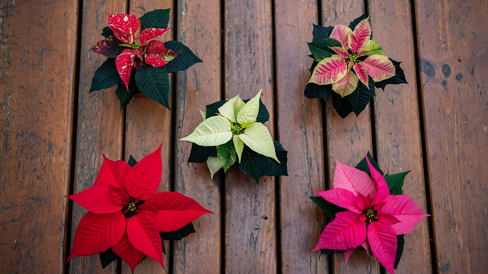 Poinsettia Meaning: A Symbol of Love and Joy