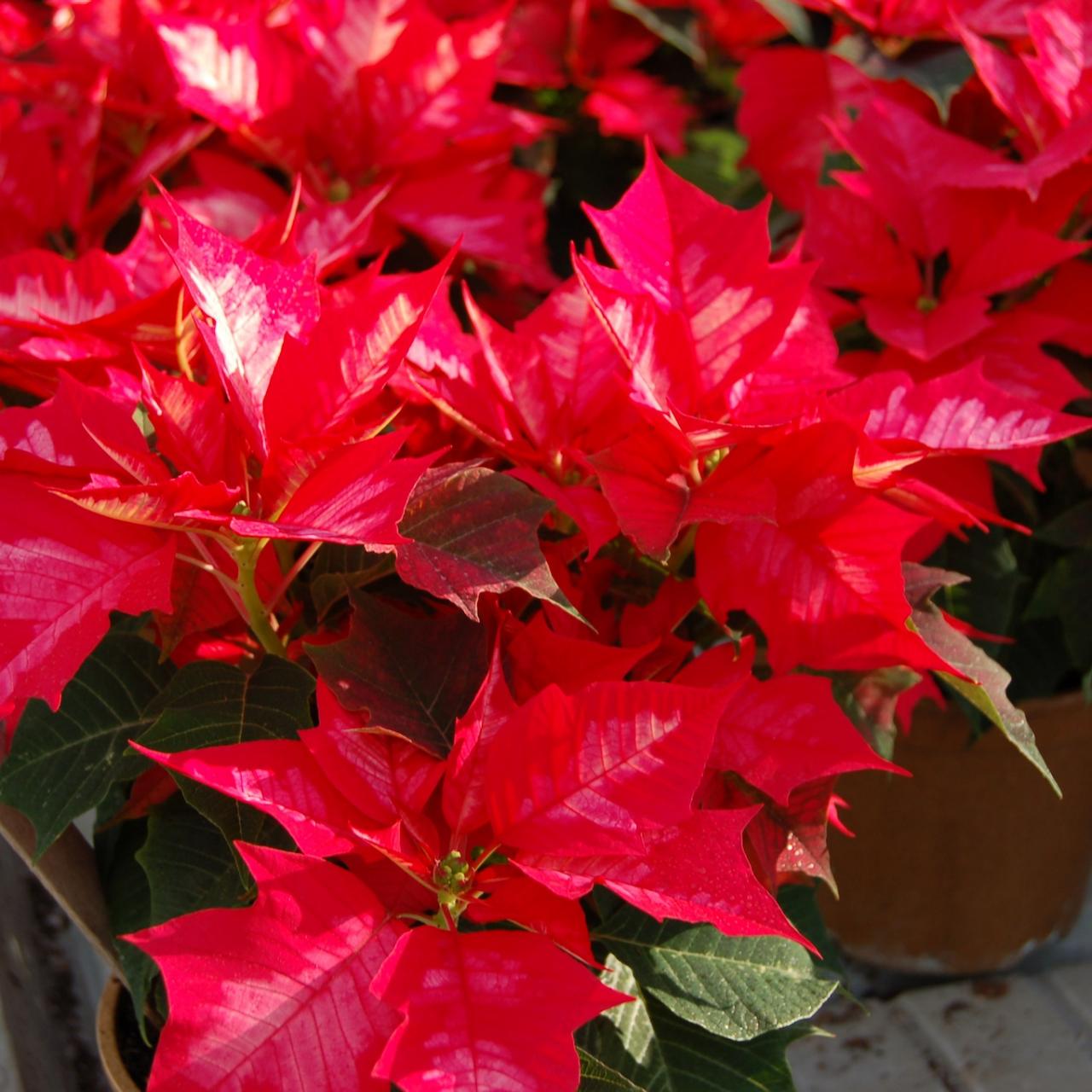 Poinsettia Meaning: A Symbol of Love and Joy
