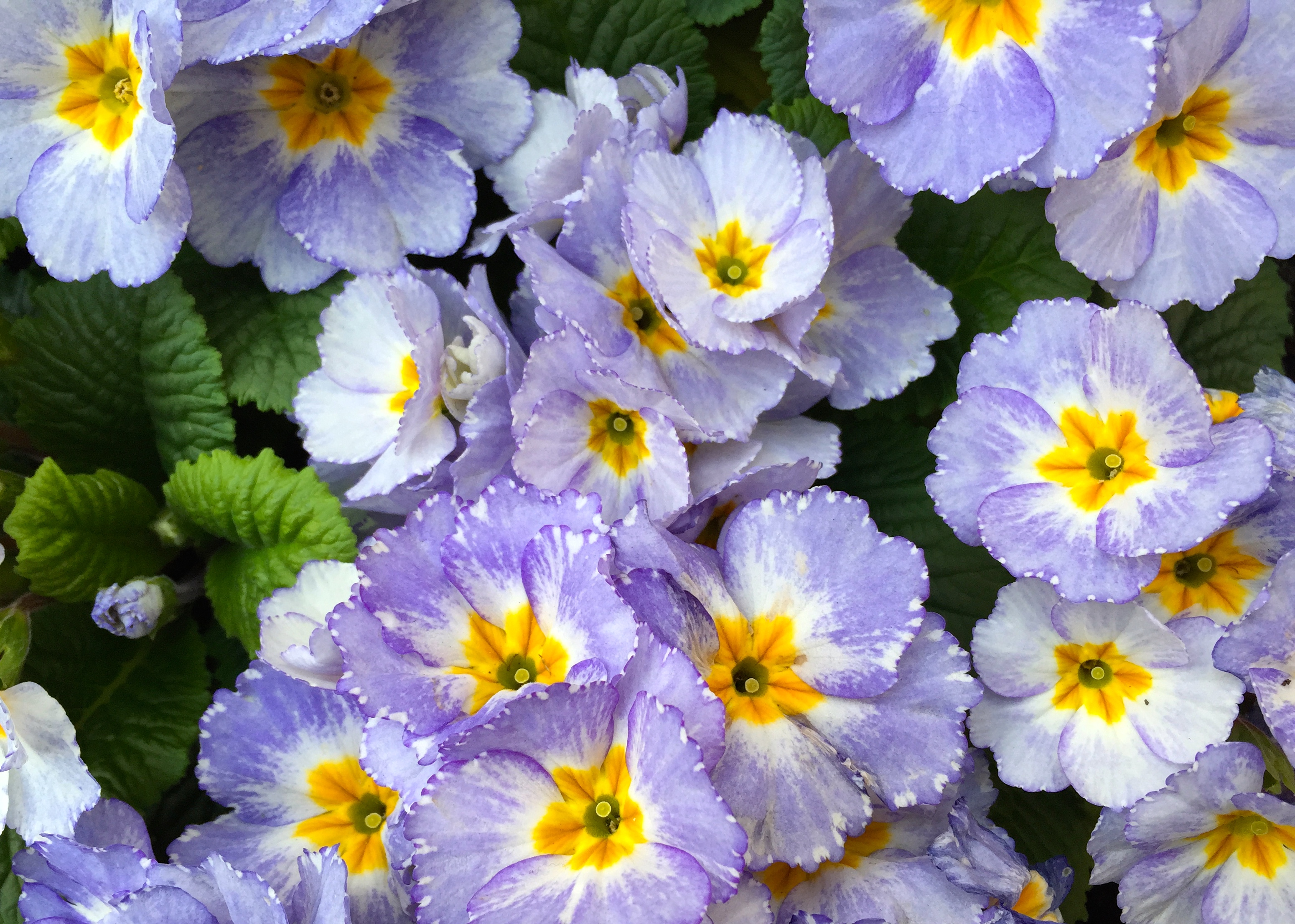 Primrose Flower Meaning: From Love and Romance to Protection and Healing