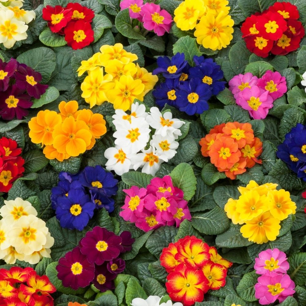 Primrose Flower Meaning: From Love and Romance to Protection and Healing