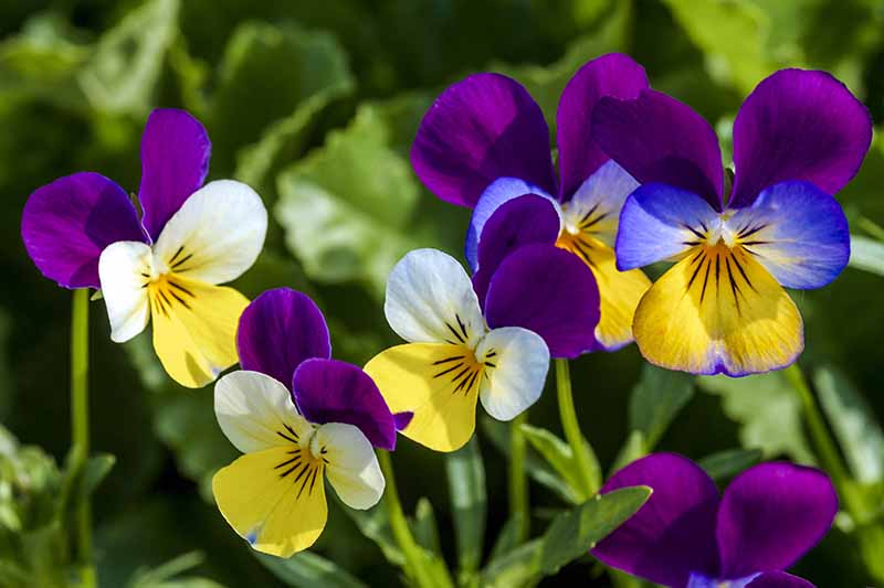 Top 6 Purple Flowers Meaning: Nobility, Spirituality, Imagination and More