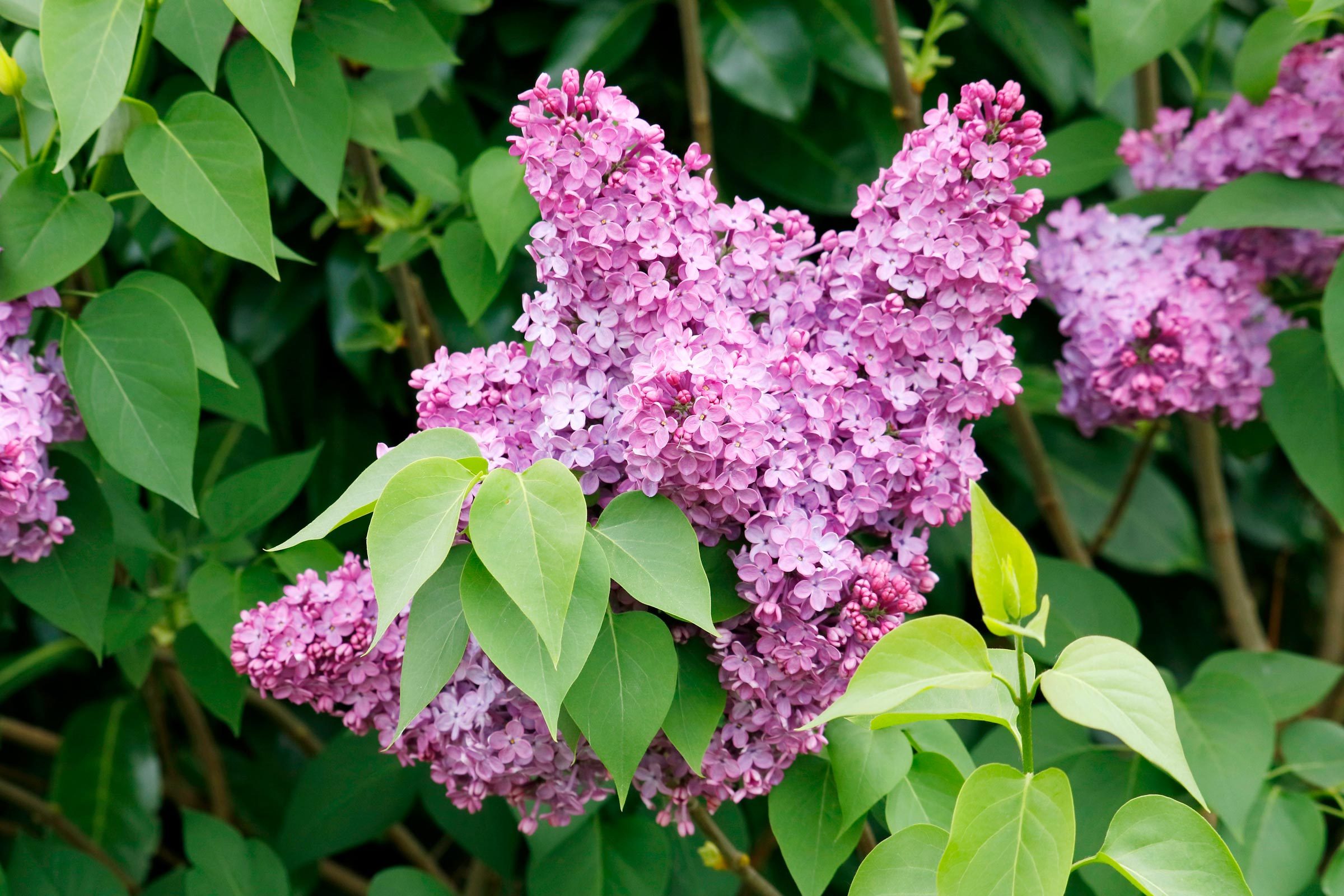 Top 6 Purple Flowers Meaning: Nobility, Spirituality, Imagination and More