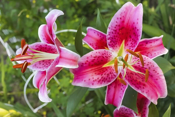 Stargazer Flower Meaning: Admiration, Ambition, Spirituality and More