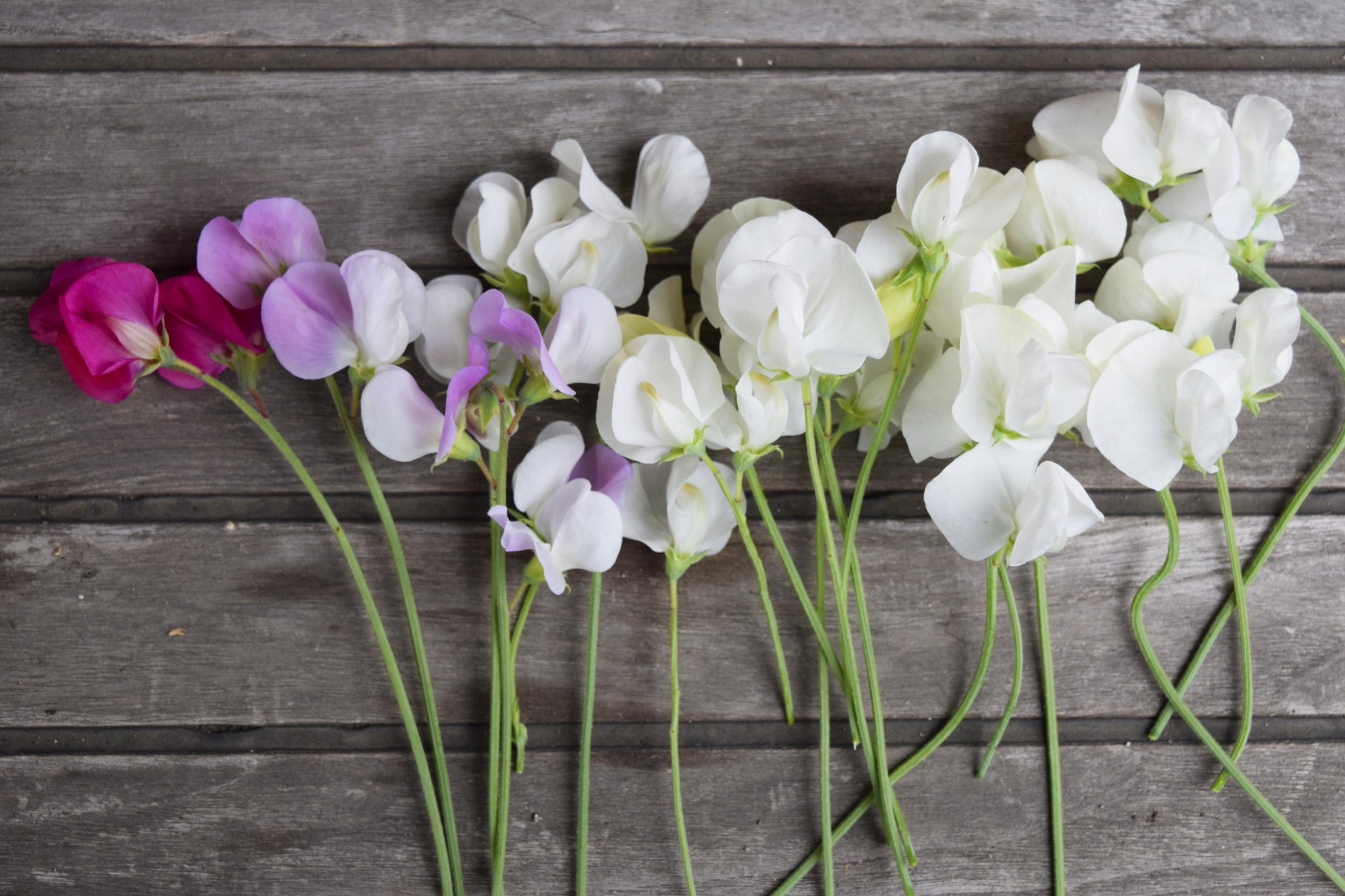 Sweet Pea Flowers Meaning: Lasting Pleasure, Gratitude and Friendship
