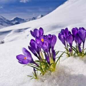 The Deep Meaning And Symbolism Of Crocus Flowers 656751656f3c3.jpg