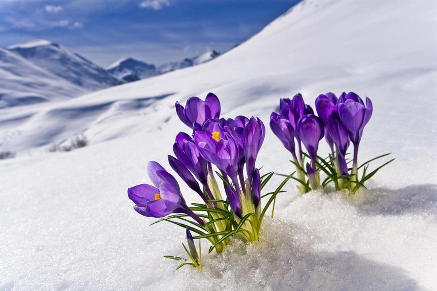 Crocus Flower Meaning: Welcome Revitalization Into Your Own Life