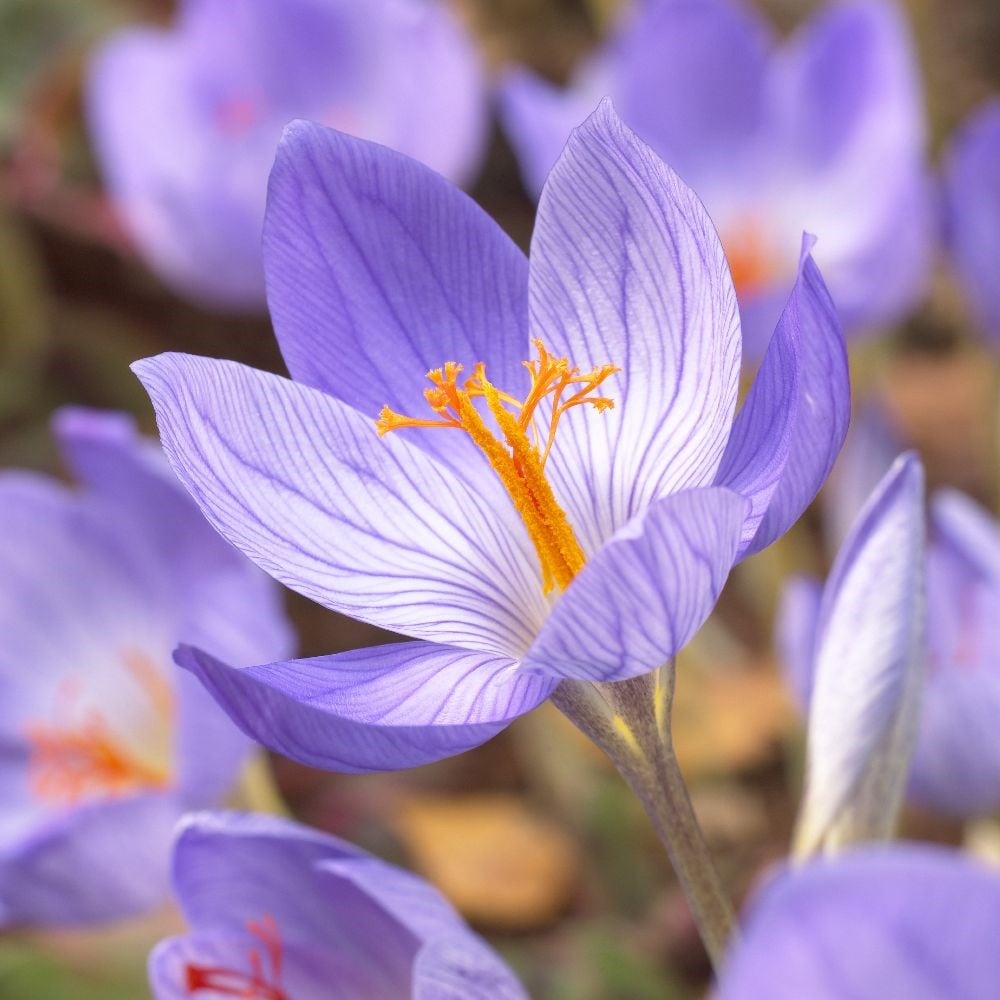 Crocus Flower Meaning: Welcome Revitalization Into Your Own Life