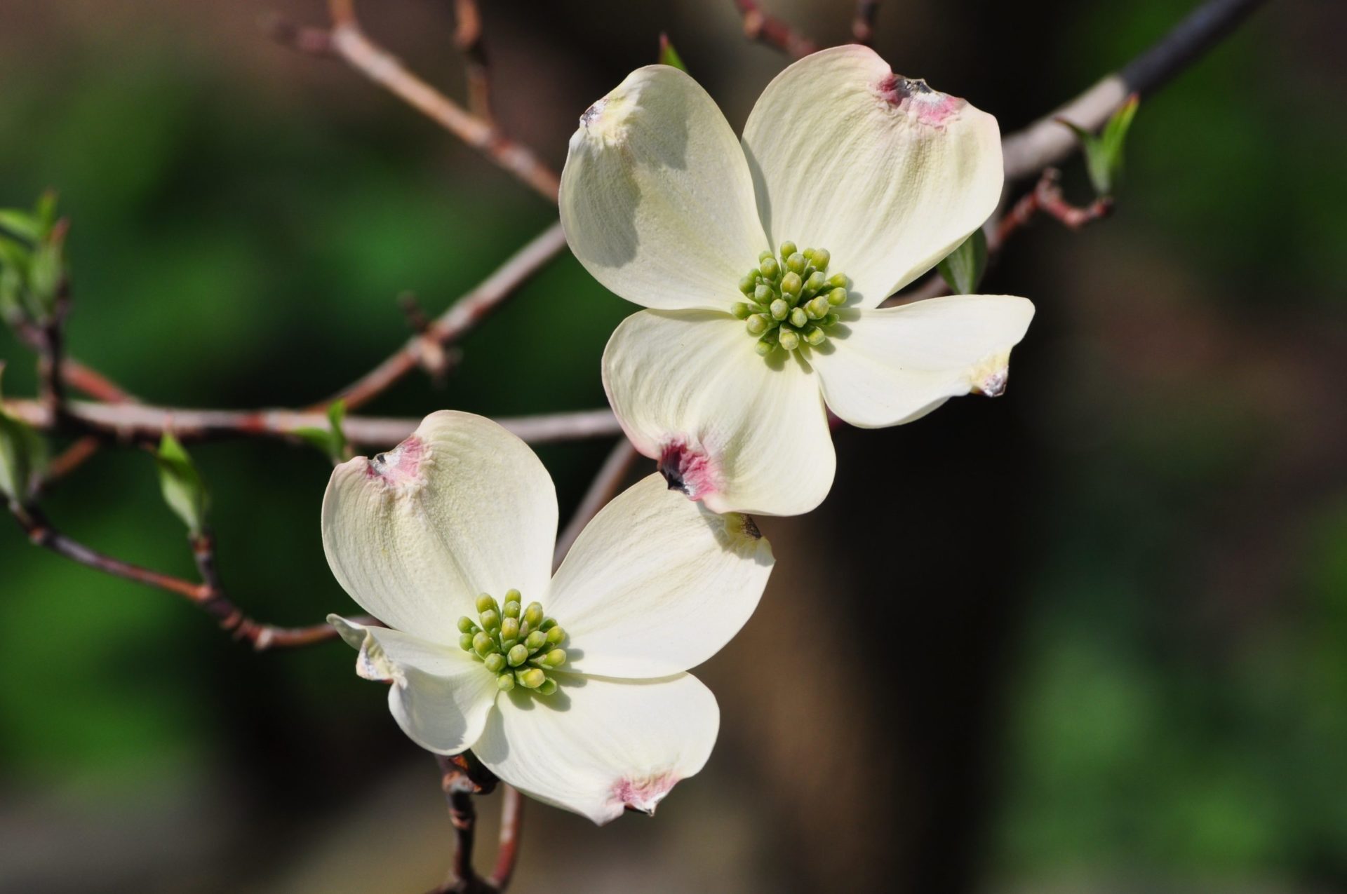 Dogwood Flower Meaning: Love Undiminished by Adversity