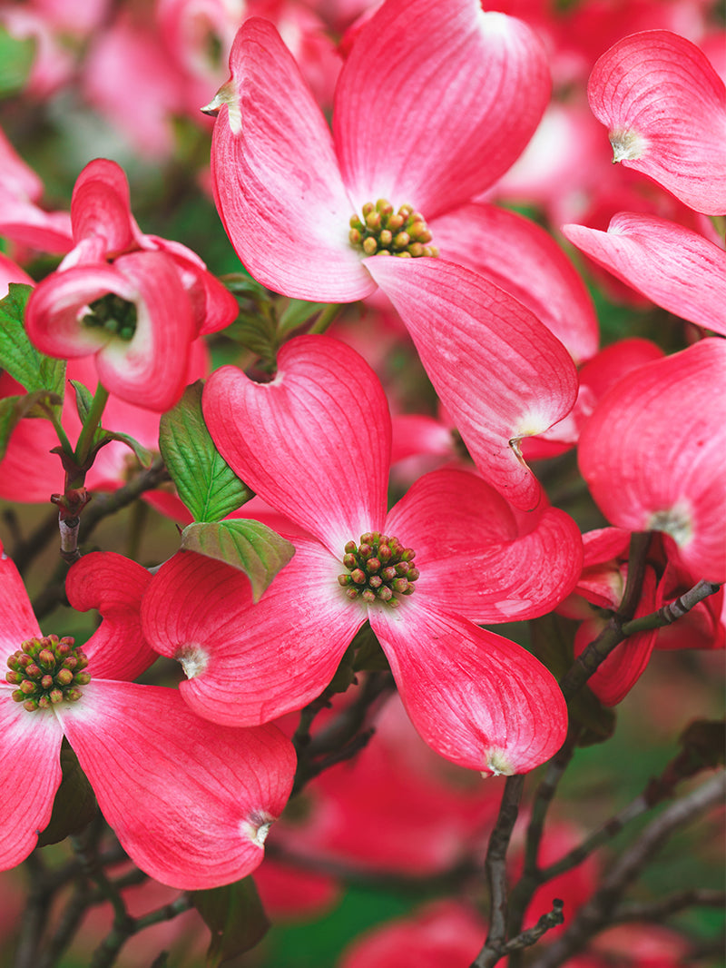Dogwood Flower Meaning: Love Undiminished by Adversity