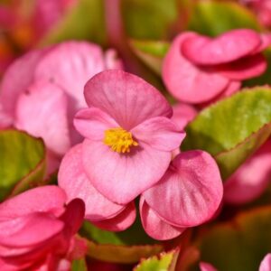 The Meaning And Symbolism Of Begonia Flowers 6566050c5ef97.jpg
