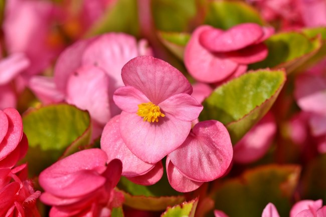Begonia Flower Meaning: Represent Strong Communication and Connection
