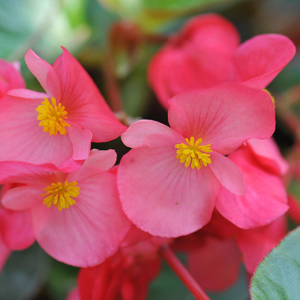 Begonia Flower Meaning: Represent Strong Communication and Connection